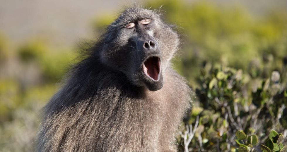 Monkeys And Humans Share A Key Grammar-Related Skill, Study Shows