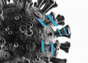 Study Discovers Super Strong Human Antibodies That Proved Useful In Protecting Against Coronavirus