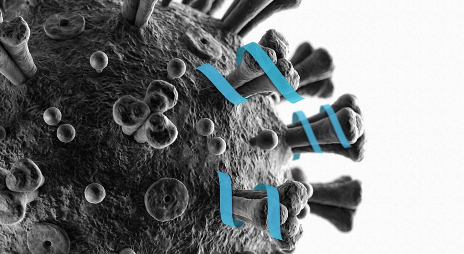 Study Discovers Super Strong Human Antibodies That Proved Useful In Protecting Against Coronavirus