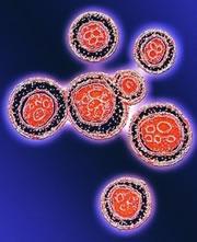 Self-replicating Chernobyl Fungi as a Shield Against Radiation