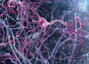 Brain Scans Identify the Difference Between Imagination and Vision