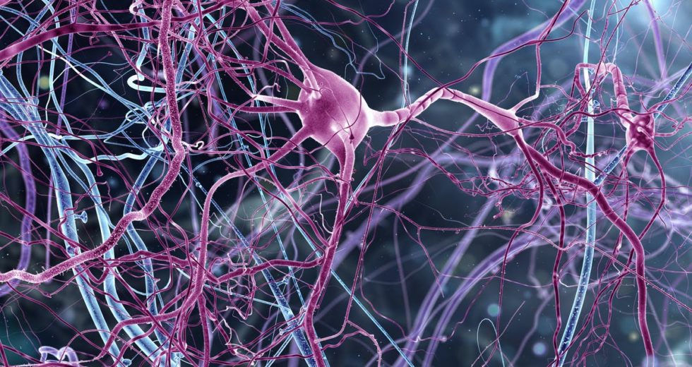 Brain Scans Identify the Difference Between Imagination and Vision