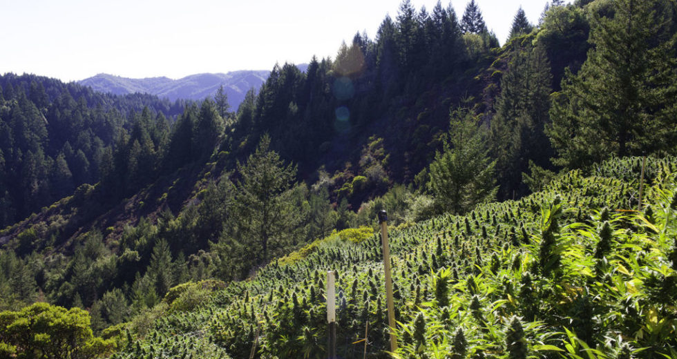 Is There a Demonstrable Difference Between Indica and Sativa?