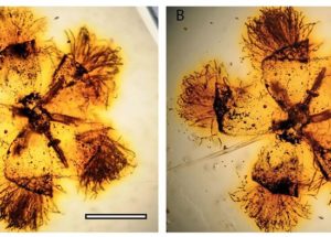 Newly-Created “Time Tree” Shows How Flowering Plants Came To Dominate Our Planet