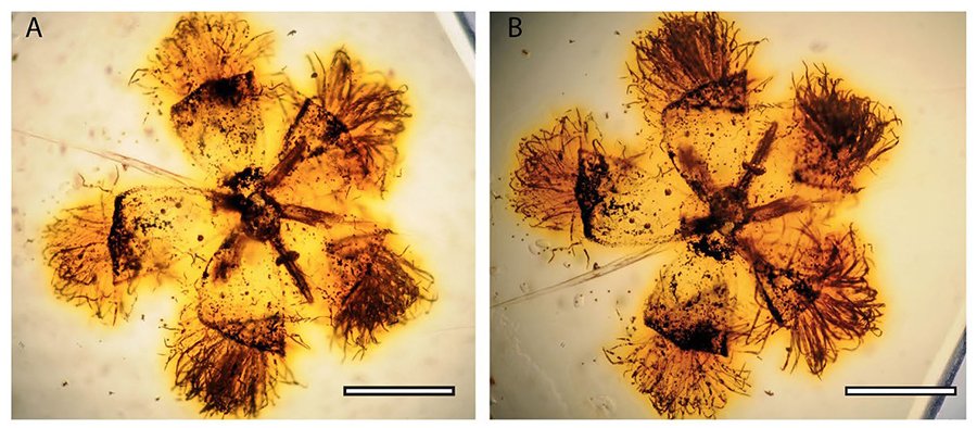 Newly-Created “Time Tree” Shows How Flowering Plants Came To Dominate Our Planet