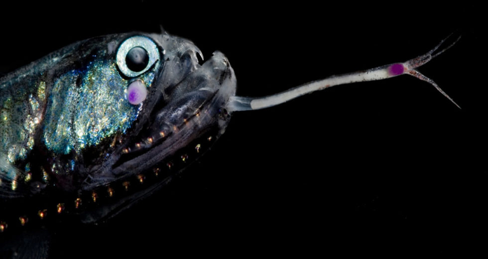 The Darkest Animals Out There Discovered at the Bottom of the Ocean