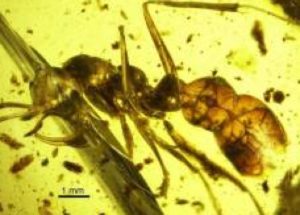 Ancient Fossil Shows Prehistoric “hell Ant” Using Peculiar Scythe To Kill Prey