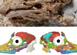 Dinosaur Egg Reveals The Unexpected Appearance of a Baby Sauropod
