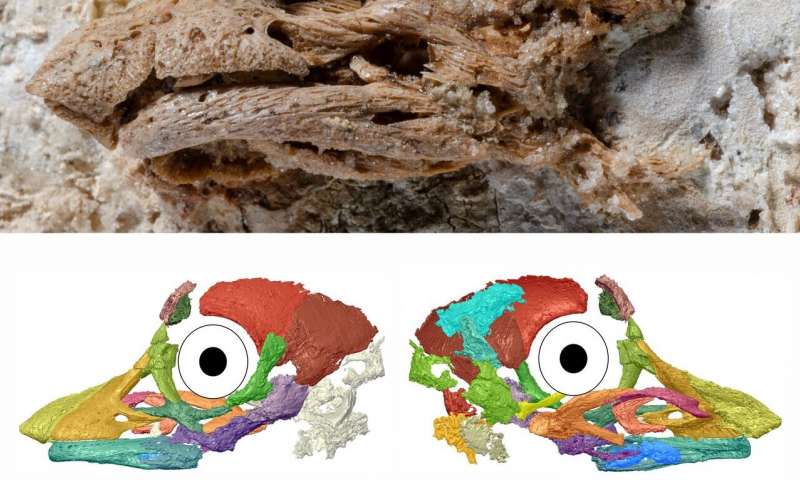 Dinosaur Egg Reveals The Unexpected Appearance of a Baby Sauropod