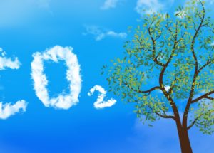 How Excessive Amounts of CO2 is Affecting Trees