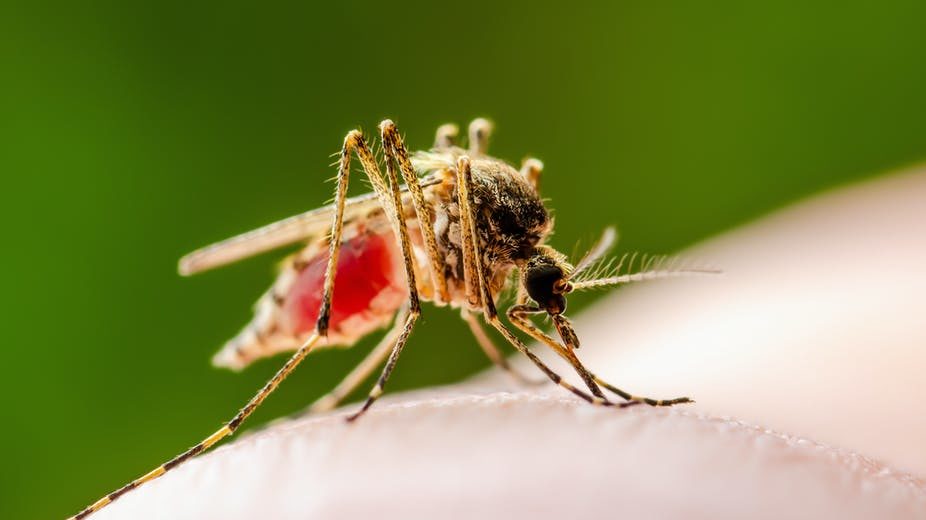 Michiganders Must Stay Inside To Prevent Spreading A Novel Mosquito-Borne Disease!