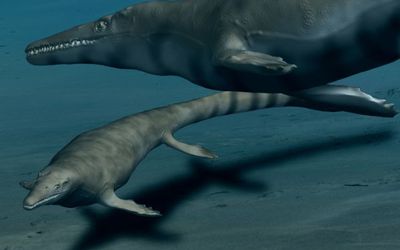 Paleontologists Discover New Genus of The Marine Predators Mosasaurus