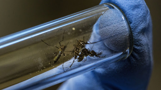 There’s a Virus That Could Give Us Immunity Against COVID-19