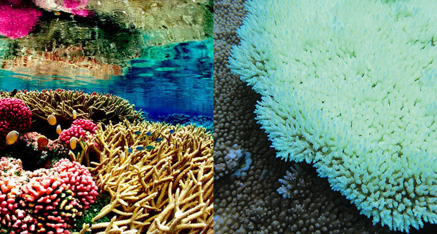This Is What Kills Half The Corals On The Great Barrier Reef