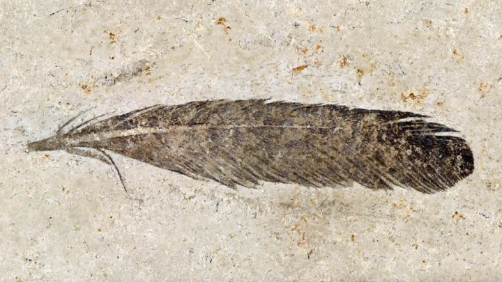 Huge Controversy Around The First Dinosaur Feather!
