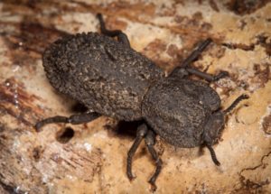 Scientists Learned The Mystery Of The Indestructible Ironclad Beetle!