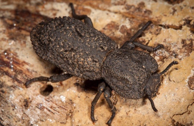 Scientists Learned The Mystery Of The Indestructible Ironclad Beetle!