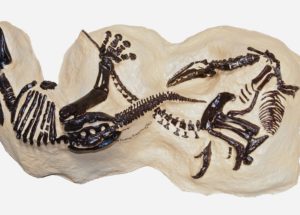Fossils Reveal T. Rex and Triceratops Fighting Against Each Other for The First Time