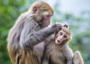 Have These Monkeys Become Smarter After Receiving Human Genes?