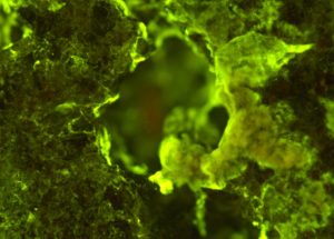Microbes Can Help Future Moon And Mars Residents Mine Metals!