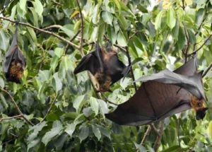 New Coronavirus Similar to COVID-19 is Found in Bats