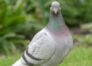 Pigeon repellents and other effective solutions