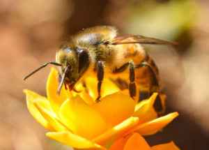 How Bees Are Using Animal Poo as a Defence Mechanism