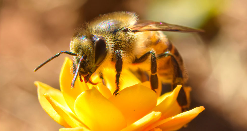 How Bees Are Using Animal Poo as a Defence Mechanism