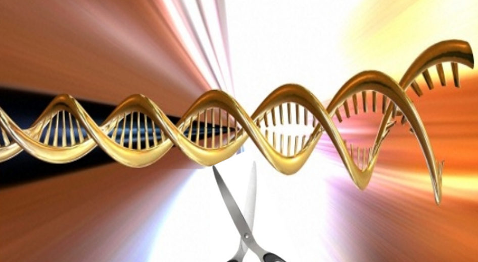 CRISPR Modifications To Mitochondria May Lead To New Biotech