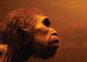 Mini Brains Found Within A Neanderthal Gene Shows Traces Of Human Evolution