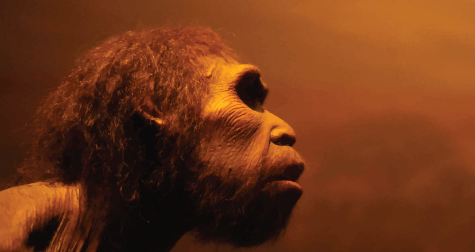 Mini Brains Found Within A Neanderthal Gene Shows Traces Of Human Evolution