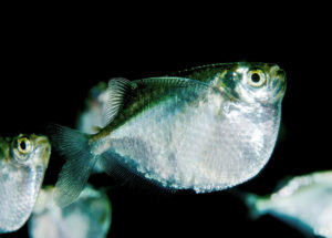 Peculiar New Research Shows How We’re More Like Primitive Fishes Than Previously Thought