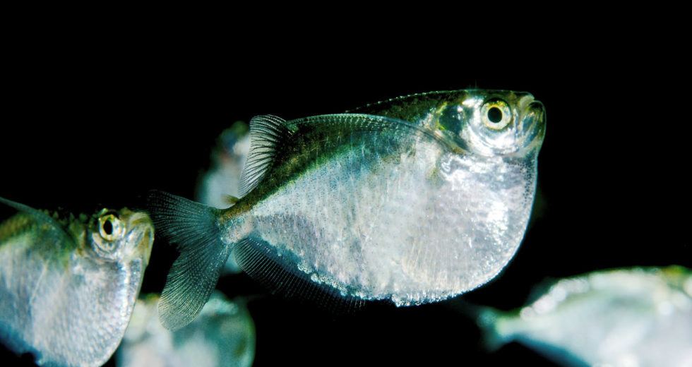 Peculiar New Research Shows How We’re More Like Primitive Fishes Than Previously Thought