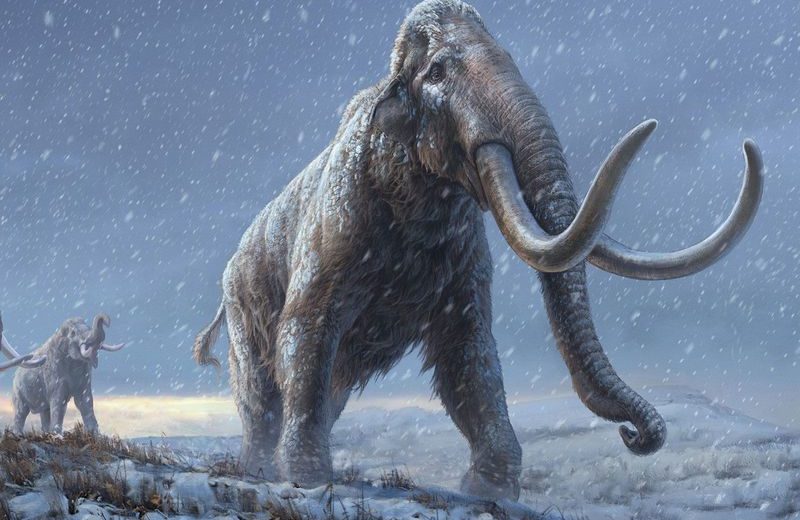 World’s Oldest sequenced DNA Comes From Ancient Mammoths!