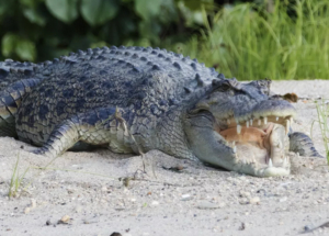 Giant Crocodile Devours Human in Australia