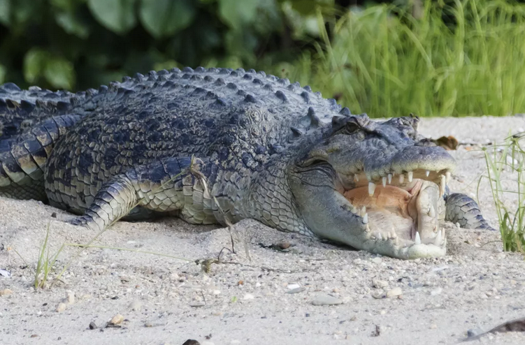 Giant Crocodile Devours Human in Australia