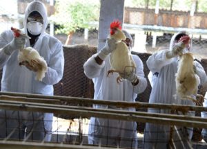 H5N8 Bird Flu is Detected on Humans for the First Time