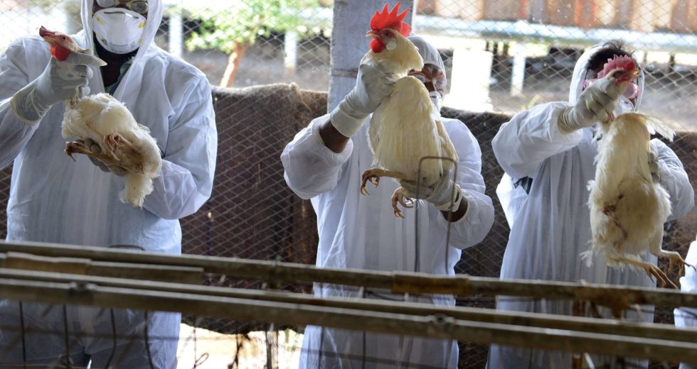 H5N8 Bird Flu is Detected on Humans for the First Time