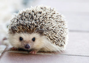 How the ‘Hedgehog Highway’ Encourages Wildlife