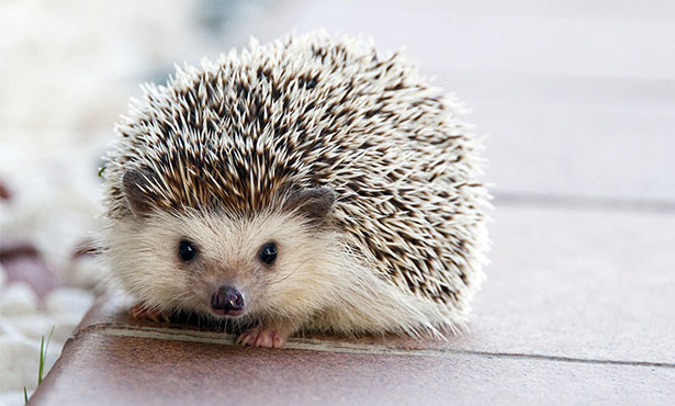 How the ‘Hedgehog Highway’ Encourages Wildlife