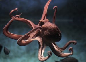 Octopuses Astonish Researchers by Their Unique Way of Keeping Tentacles Out of Danger