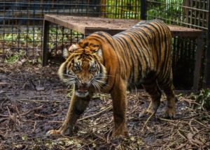 Endangered Tigers Escape From Captivity and Kill Zookeeper