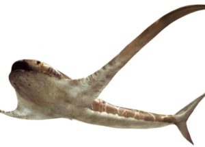 This Ancient Shark Used To Swim With Odd, Wing-Like Fins