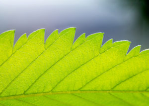 Benefits of CBD