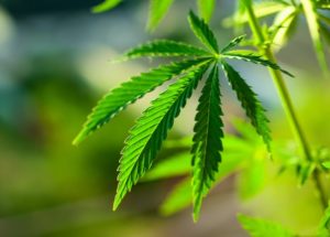The Lies About Hemp You Shouldn’t Believe
