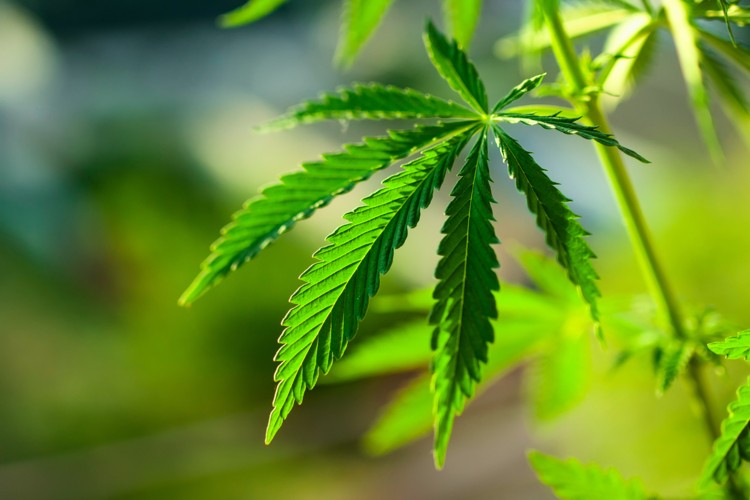 The Lies About Hemp You Shouldn’t Believe
