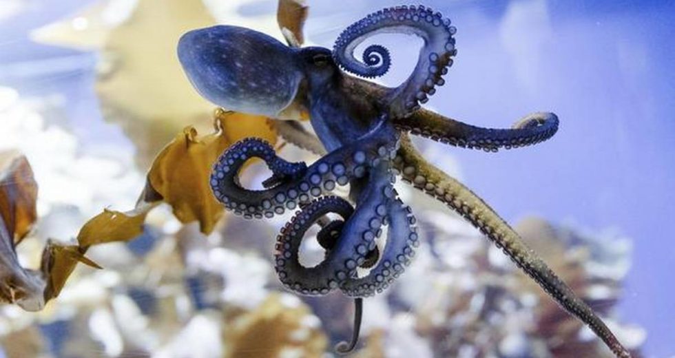 Octopus Research Provides Insight Regarding The Evolution Of Sleep