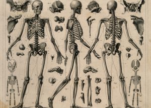 Thousands Of Human Skeletons Are Proof Of Evolutionary War Between Us And Various Diseases