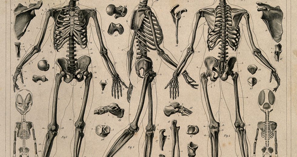 Thousands Of Human Skeletons Are Proof Of Evolutionary War Between Us And Various Diseases