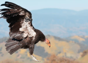 Endangered California Bird Returns to the Skies After 100 Years